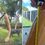 Abóbora de 1,2 metro e 13 kg é colhida por idoso de 95 anos em Santana do Livramento