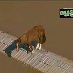 Há dois anos, cavalo Caramelo era resgatado da enchente no RS em operação interestadual acompanhada em tempo real; relembre